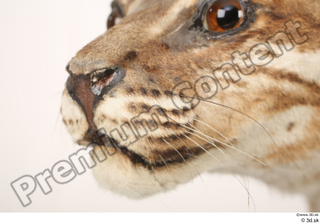 Asian golden cat Catopuma Temminckii mouth nose 0003.jpg